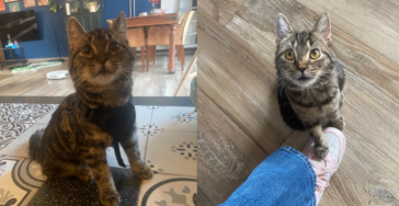 Help katje Kamille