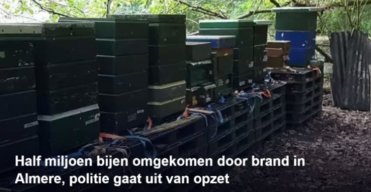 Herstel de bijen in het Beatrixpark