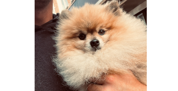 Help Milo Weer Lopen - Kleine Held, Groot Hart