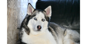 Crematie husky Shadow