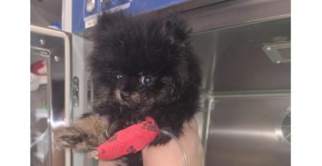 🐾 L’histoire de Junior – Un petit chiot qui se bat pour vivre