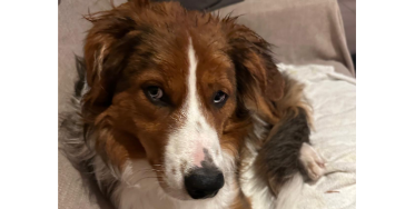 Basil’s weg naar herstel. Help je mee?