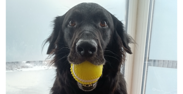 🐾 Steunactie voor Nacho – help hem opnieuw lopen en ravotten