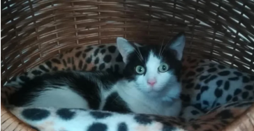 Steun aan 't Duffels kattenhuisje