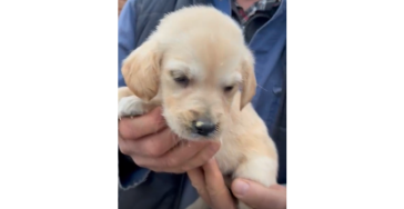 Golden retriever Pupje Tuttie heeft hulp nodig!