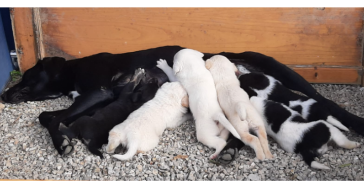 Help ons 6 puppy's redden