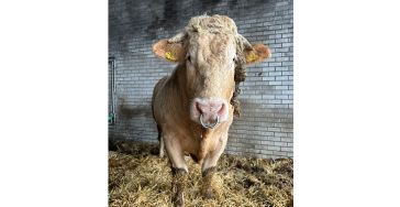 Project Bruno🐮