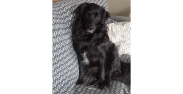 Dierenarts kosten voor Toby