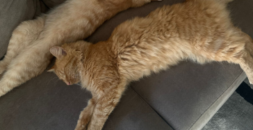 Steun nodig voor FIP-behandeling van mijn kat