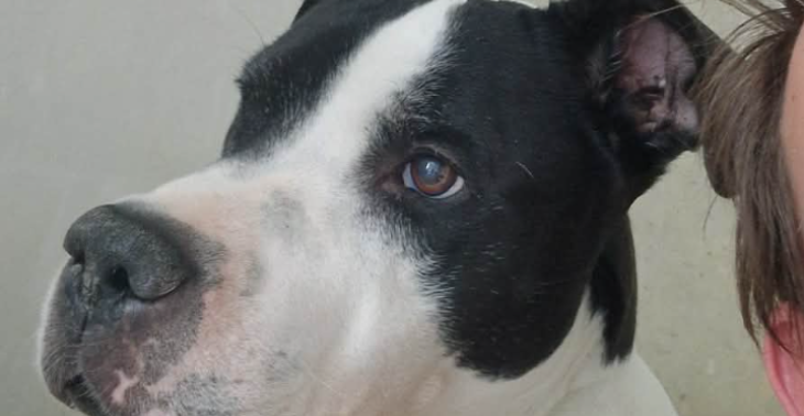 help mij en mijn dieren tijdelijk te overleven