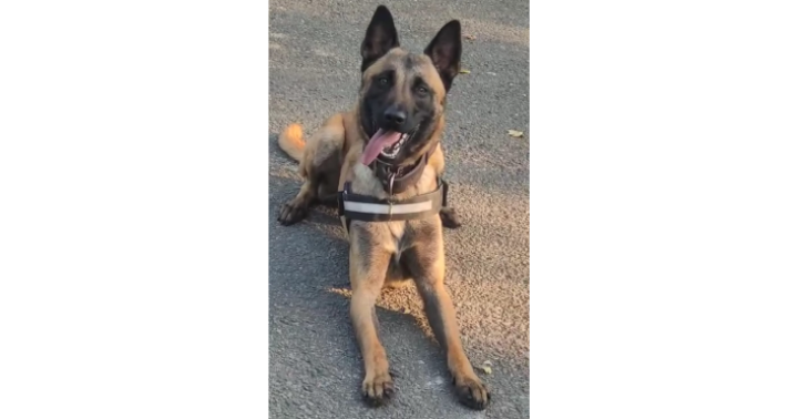Steunactie rechtaardigheid voor een trouwe hond