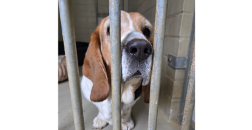 🐶 Puks gevecht voor een nieuw leven