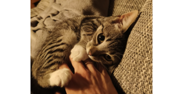 Dierenarts voor onze Eevee
