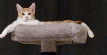 Help Simba met zijn strijd tegen Fip