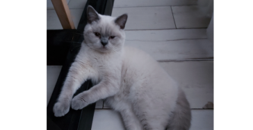 2e kitten met FIP binnen half jaar ?