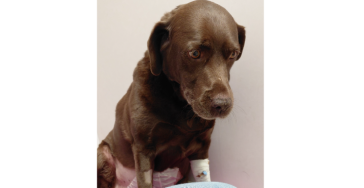 💔 Help Brownie vechten voor haar leven 💔