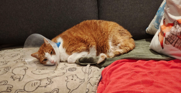 Dierenchirurgie kosten Darwin