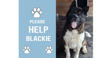 Help Blackie aan een tweede kans!