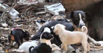 Animal rescue “Humanity 4 Paws” te Portugal.