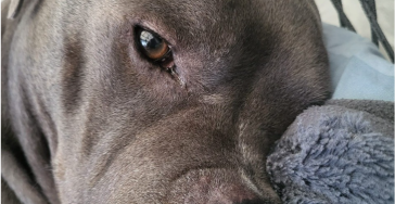 Help Diezel weer rust en vertrouwen vinden 💛