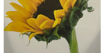 Mijn melanoom en zijn gevolgen