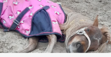 Om mijn mini paardje te redden bij financiële kosten kliniek merelbeke
