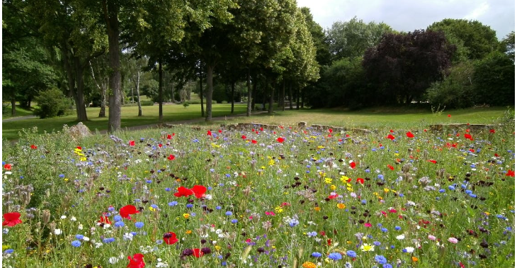 Creëer al meer NATUUR voor amper 5€ (= 25m2 NATUUR!)