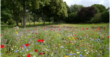 Creëer al meer NATUUR voor amper 5€ (= 25m2 NATUUR!)