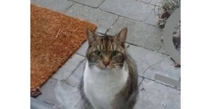 Geef vechter Binkie zijn leven terug! 🐾❤️