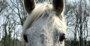 Ons erkend paardenasiel Stal Venhof VZW vraagt om uw hulp