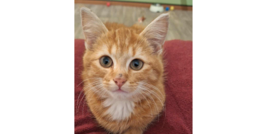 HELP figaro pijnvrij worden ❤️