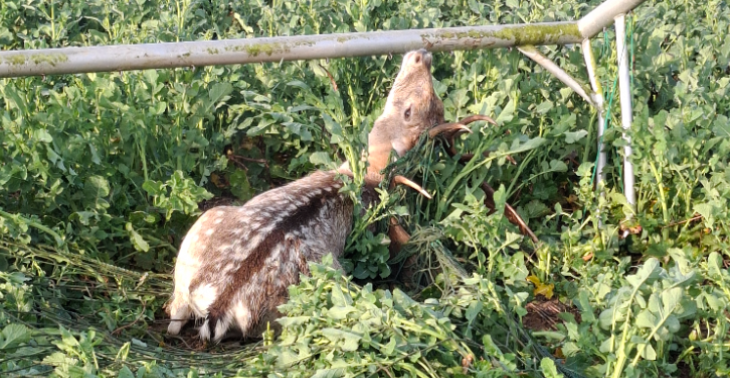 Help ons dieren helpen