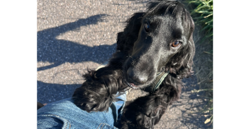 Heupoperatie voor onze pup Marlow