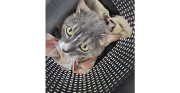 Spoed medisch  ernstige  dierenarts