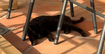 Nogal Cat