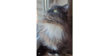 Kattin Sansa heeft suikerziekte