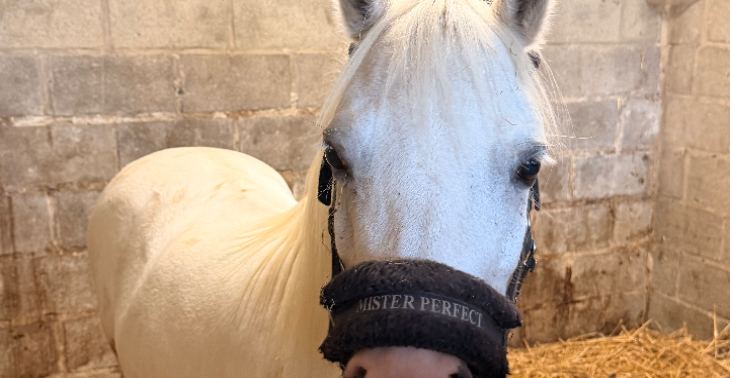 De paarden uit Kortessem