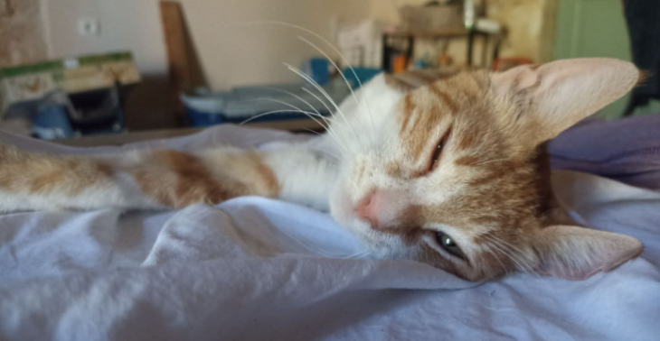 Help Daisy, de driepotige kat, naar Nederland!🐱