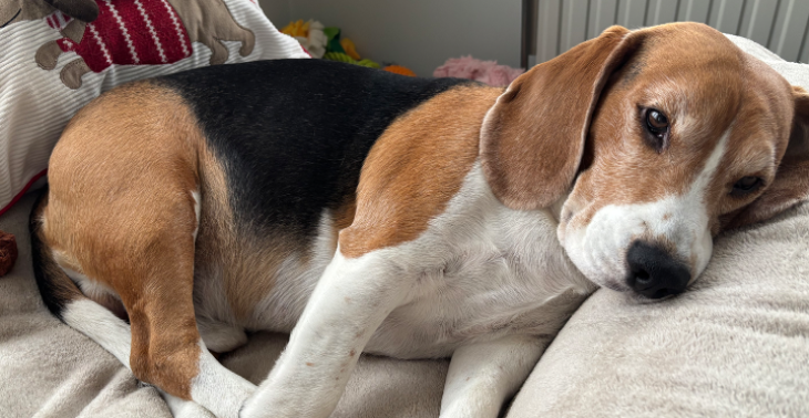 🐾💕 Help Cooper weer pijnvrij naar buiten! 💕🐾