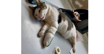 Dringende operatie voor kat Cherry (open fractuur - Lier
