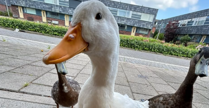 Help onze Karel weer waggelen