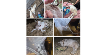 🐐❤️ Help Bella weer op haar 4 pootjes ❤️🐐