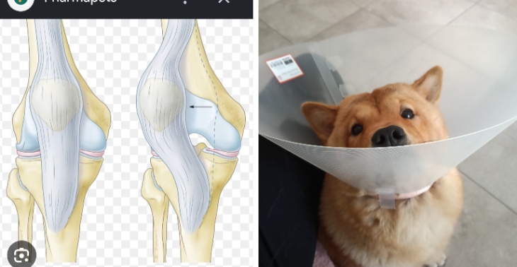 Operatie Puppy