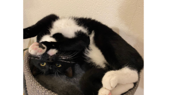 Hulp voor kat Mickey en mens Marian