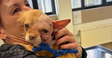 Help chihuahua Prutske na zware hondenaanval in Deinze