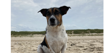 Operatie hondje na aanrijding
