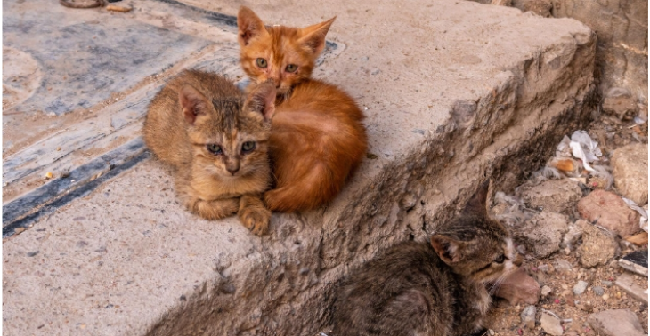Aide animaux