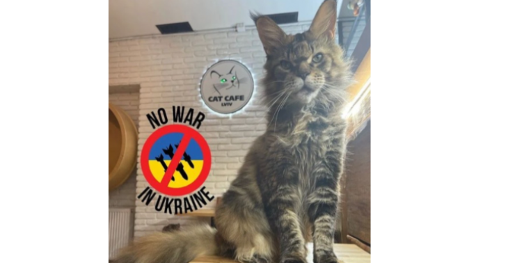 Help dieren in Oekraïne 