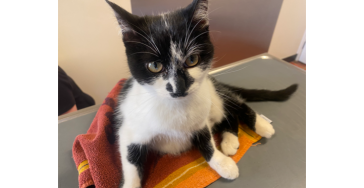 Help onze kat met de kosten van de operatie 