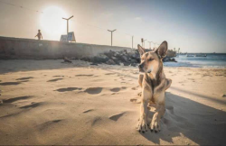 Saving the Beautiful Dogs And Cats of Sal , Cape Verde ?❤️